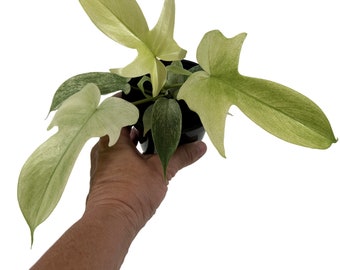 Philodendron Florida Ghost-Starter Plant; 4" Grower Pot- All plant purchases require a 2 PLANT MINIMUM of any combination of plants.