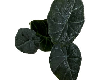 Alocasia Maharani Starter Plant or 4" Grower Pot - All plant purchases require a 2 PLANT MINIMUM  of any combination of plants.