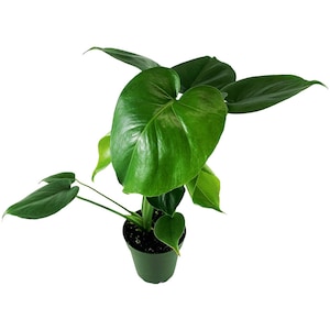 Monstera Deliciosa &quot;Split Leaf&quot;-4&quot; Grower Pot-Plant purchases require a 2 PLANT MINIMUM consisting of any combination of plants.