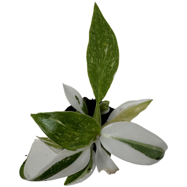 Philodendron White Wizard-Starter Plant/4" Grower Pot-All plant purchases require a 2 PLANT MINIMUM  of any combination of plants.