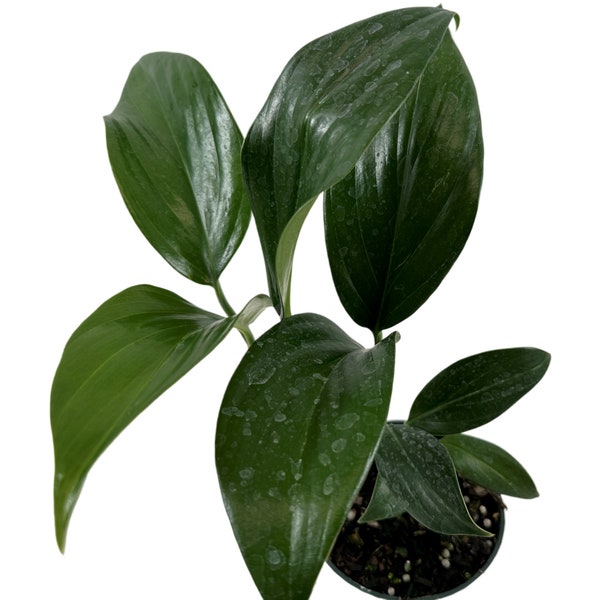Rhaphidophora Dragon Tail Starter Plant,4" or 6" Grower Pot-Plant purchases require a 2 PLANT MINIMUM  of any combination of plants.