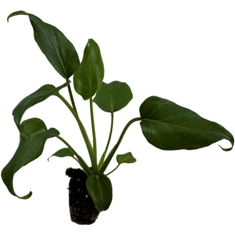 Philodendron Xanadu4 Grower Pot all Plant Purchases Require a 2 PLANT