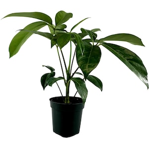 Schefflera Amate Starter plant,4"Grower Pot,6" Grower Pot-All plant purchases require a 2 PLANT MINIMUM  of any combination of plants.