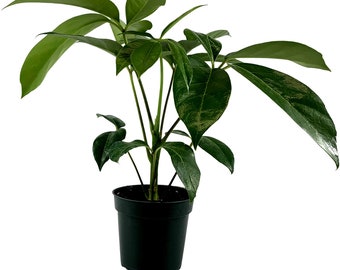 Schefflera Amate Starter plant,4"Grower Pot,6" Grower Pot-All plant purchases require a 2 PLANT MINIMUM  of any combination of plants.