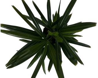 Rhapis Palm- 6" Grower Pot-All plant purchases require a 2 PLANT MINIMUM consisting of any combination of plants