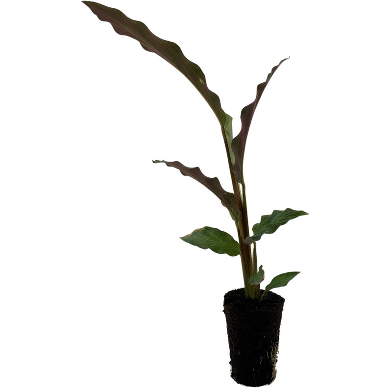 Calathea Elgergrass Starter Plant or 4 Grower Pot-All plant purchases require a 2 PLANT MINIMUM consisting of any combination of plants. image 7