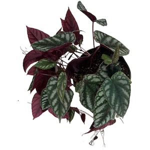 Cissus Discolor- 6&quot; Grower Pot-All plant purchases require a 2 PLANT MINIMUM consisting of any combination of plants.