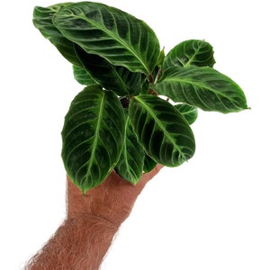 Calathea Warszewiczii "Jungle Velvet"Starter Plant/4" Grower Pot-  Plant purchases require a 2 PLANT MINIMUM  any combination of plants.