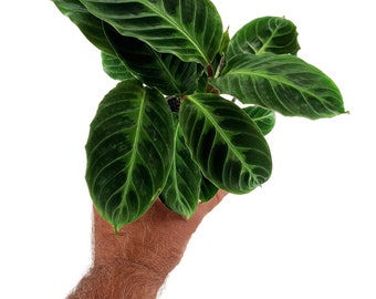 Calathea Warszewiczii "Jungle Velvet"Starter Plant/4" Grower Pot-  Plant purchases require a 2 PLANT MINIMUM  any combination of plants.