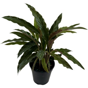 Calathea Elgergrass Starter Plant or 4 Grower Pot-All plant purchases require a 2 PLANT MINIMUM consisting of any combination of plants. 4" Grower Pot