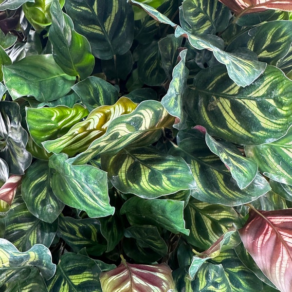 Calathea Peacock "Calathea Makoyana"-Starter Plant/4" Pot-Plant purchases require a 2 PLANT MINIMUM of any combination of plants.