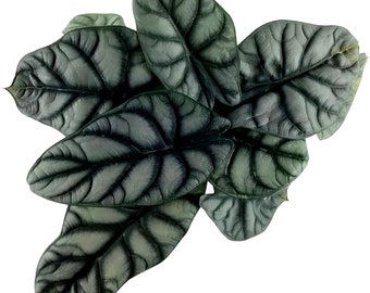 Alocasia "Silver Dragon" Baginda Starter or  4" Grower Pot- Plant purchases require a 2 PLANT MINIMUM  of any combination of plants.