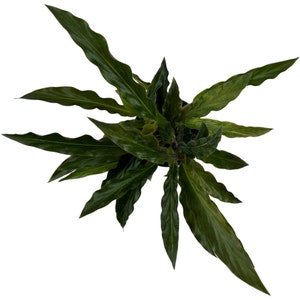 Calathea Elgergrass Starter Plant or 4 Grower Pot-All plant purchases require a 2 PLANT MINIMUM consisting of any combination of plants. image 8