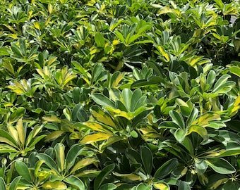 Variegated Schefflera Arboricola Gold Capella 4"/6" Grower Pot- Plant purchases require a 2 PLANT MINIMUM  of any combination of plants.