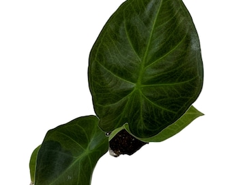 Alocasia Regal Shields- Starter Plant/4" Grower Pot-All plant purchases require a 2 PLANT MINIMUM consisting of any combination of plants.