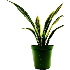 Sansevieria Gold Flame 6&quot; Grower Pot-All plant purchases require a 2 PLANT MINIMUM consisting of any combination of plants.