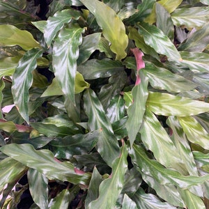 Calathea Elgergrass Starter Plant or 4 Grower Pot-All plant purchases require a 2 PLANT MINIMUM consisting of any combination of plants. image 2