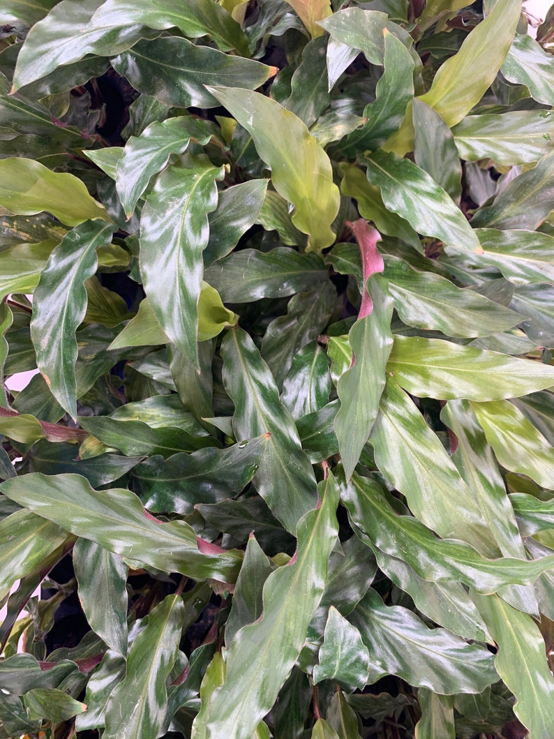 Calathea Elgergrass Starter Plant or 4 Grower Pot-All plant purchases require a 2 PLANT MINIMUM consisting of any combination of plants. image 2