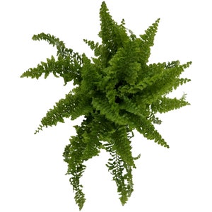 Nephrolepis "Fluffy Ruffles" Starter Plant- All plant purchases require a 2 PLANT MINIMUM consisting of any combination of plants.