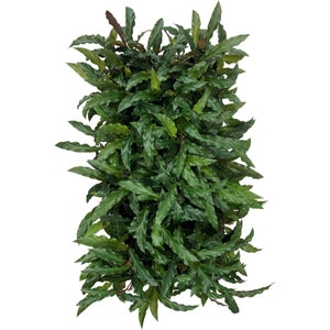 Calathea Elgergrass Starter Plant or 4 Grower Pot-All plant purchases require a 2 PLANT MINIMUM consisting of any combination of plants. image 3