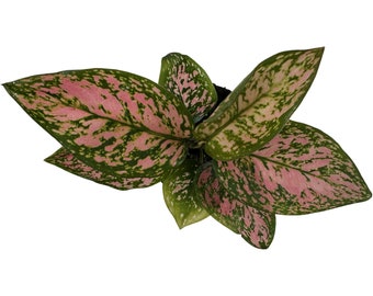 Aglaonema Lady Valentine Starter Plant-Plant purchases require a 2 PLANT MINIMUM consisting of any combination of plants.