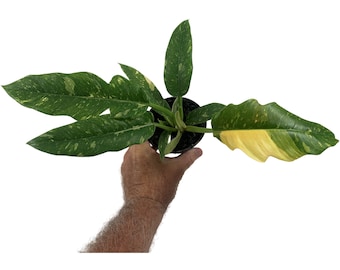 Philodendron "Ring of Fire" Starter /4" Grower Pot-All plant purchases require a 2 PLANT MINIMUM consisting of any combination of plants.