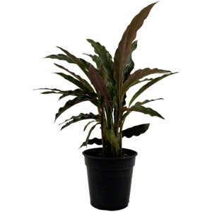 Calathea Elgergrass Starter Plant or 4 Grower Pot-All plant purchases require a 2 PLANT MINIMUM consisting of any combination of plants. image 10