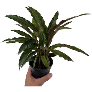 Calathea Elgergrass Starter Plant or 4 Grower Pot-All plant purchases require a 2 PLANT MINIMUM consisting of any combination of plants. image 1