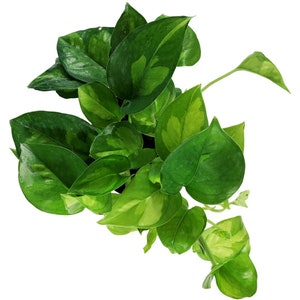 Global Green Pothos 4" Grower Pot-All plant purchases require a 2 PLANT MINIMUM consisting of any combination of plants.