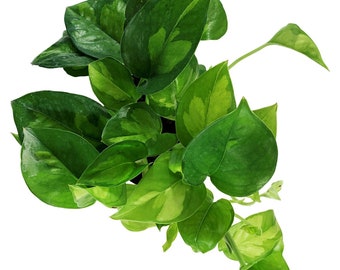 Global Green Pothos 4" Grower Pot-All plant purchases require a 2 PLANT MINIMUM consisting of any combination of plants.