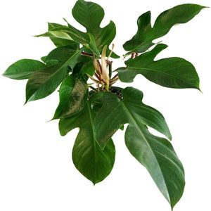Philodendron Squamiferum Starter Plant/4"/6" Grower Pot-Plant purchases require a 2 PLANT MINIMUM consisting of any combination of plants.
