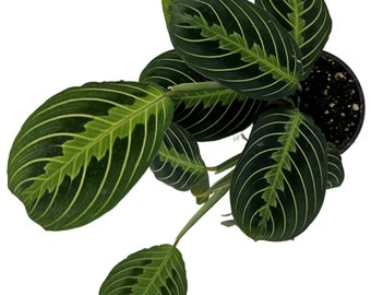 Maranta "Green"- 4"/6" Grower Pot-All plant purchases require a 2 PLANT MINIMUM consisting of any combination of plants.