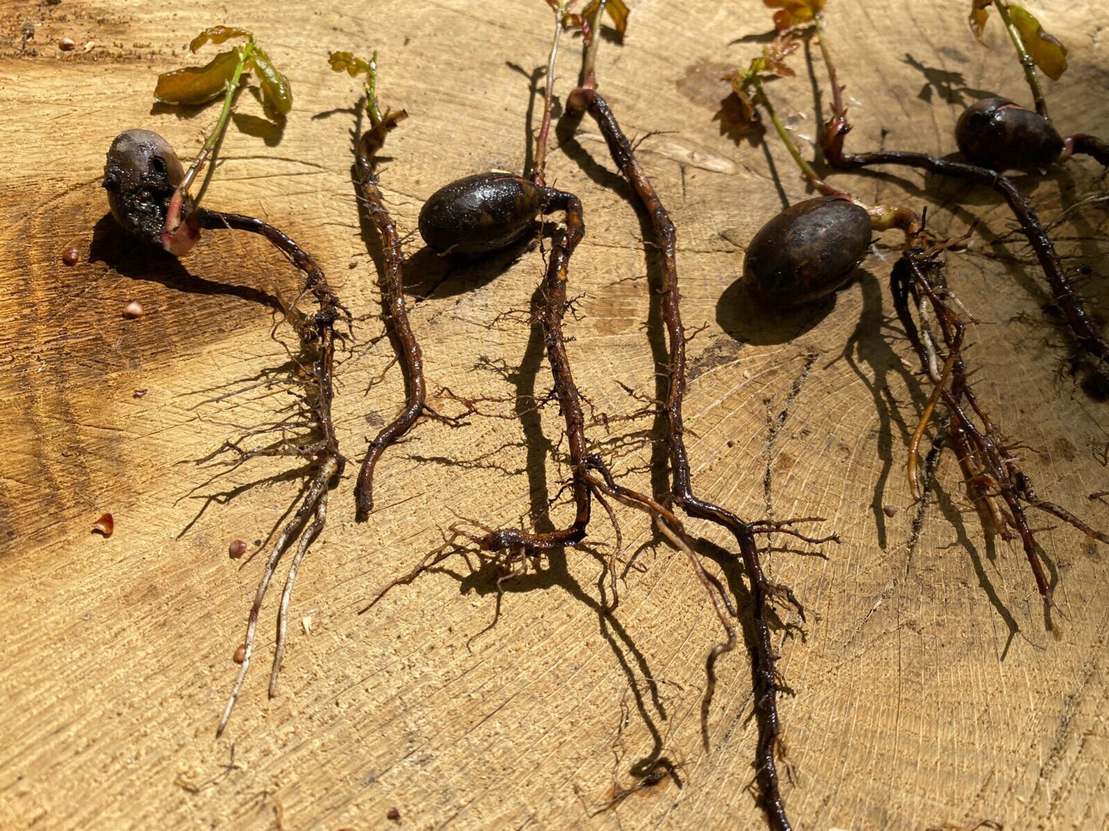 5 x English Oak Tree Acorn seedlings saplings Seed