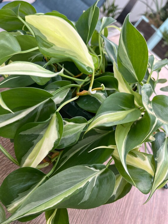 Buy Philodendron Silver Splash Online in India - Etsy