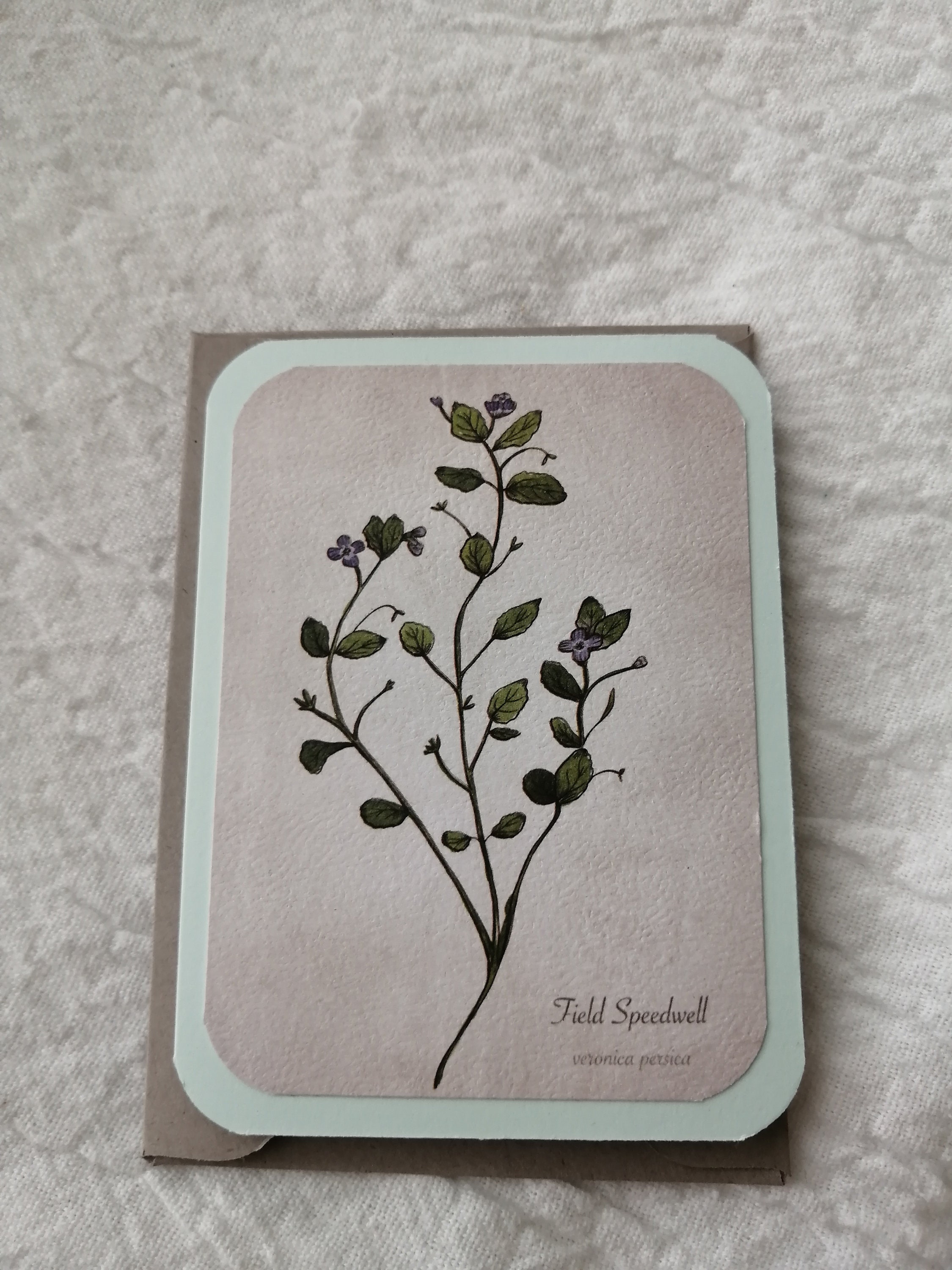 Wildflower Cards Etsy
