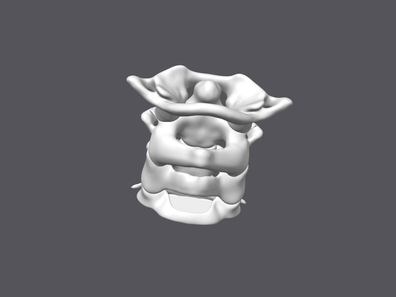 May include: A white 3D model of a human cervical vertebra, a bone in the neck.