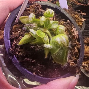 Cephalotus follicularis "Big Boy"