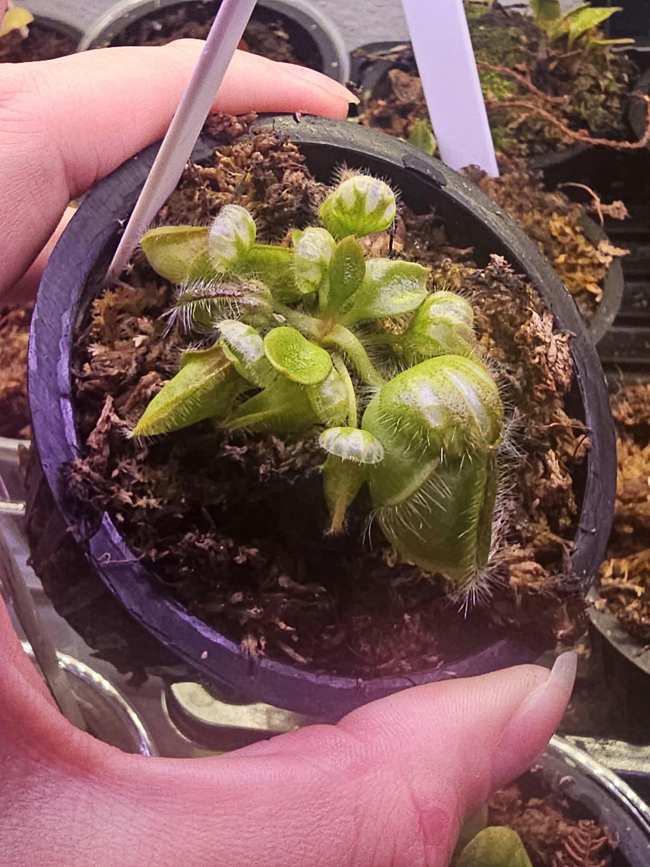 Cephalotus Follicularis 
