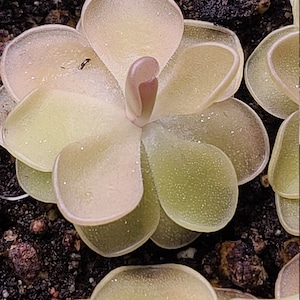 Pinguicula Pirouette