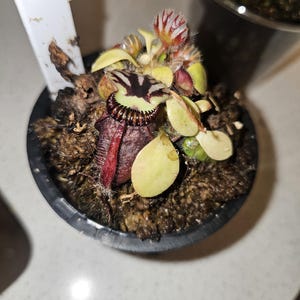 Cephalotus follicularis Big Mouth CZP中株 il_300x300.6664068052_gkxj.jpg