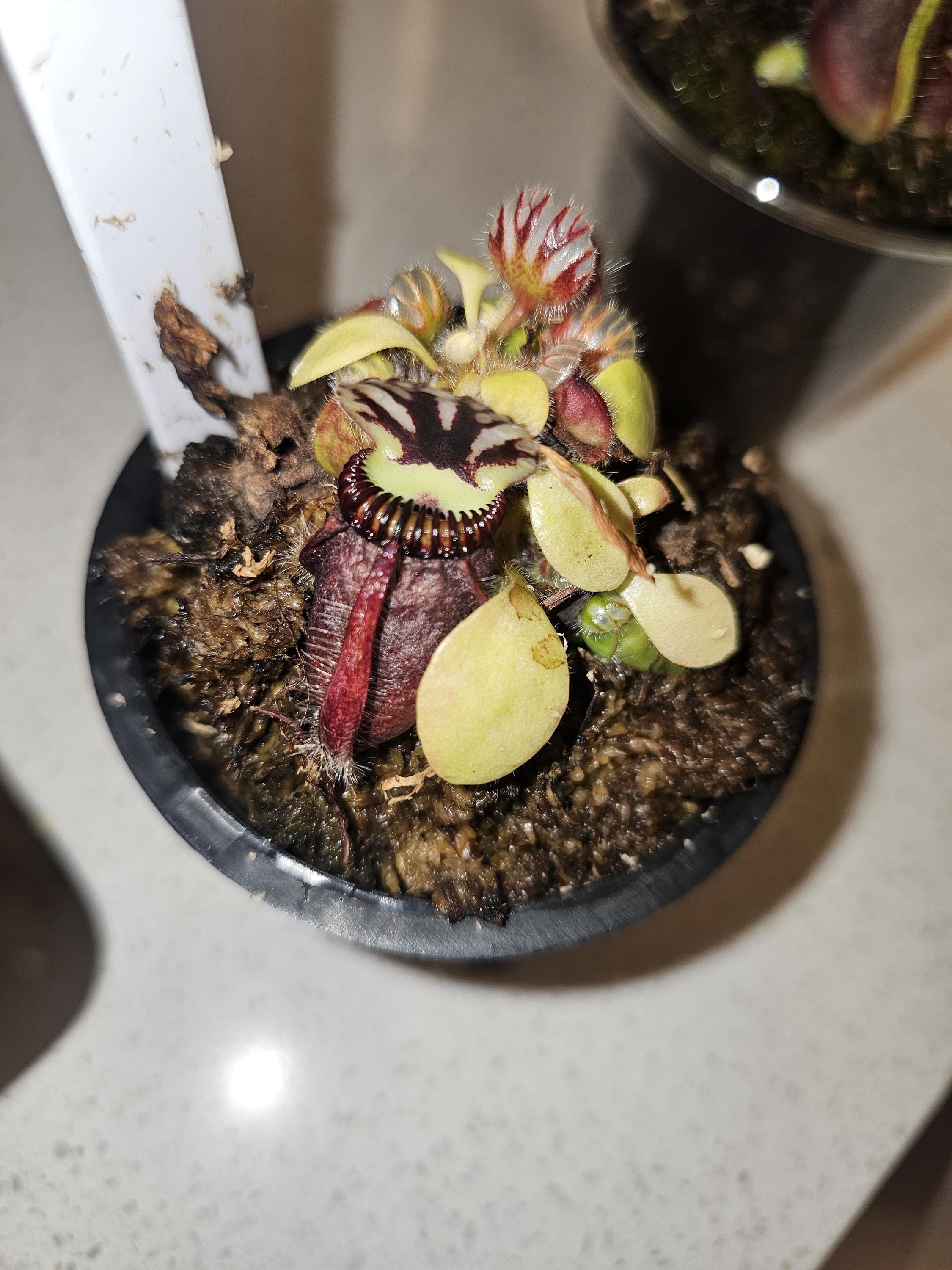 その他観葉植物 Cephalotus follicularis `Big Boy' Cedric P097 1-1 Cephalotus follicularis `Big Boy' Cedric | Y's