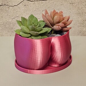 Peut inclure: Un pot de fleurs rose en forme de fesses avec une soucoupe assortie. Le pot contient deux plantes succulentes : une verte et une pêche. Le pot est fait d'un matériau strié et repose sur une surface claire contre un mur texturé.
