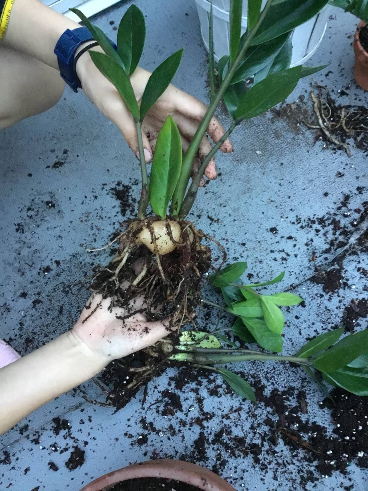 4 ZZ Plant Leaves cutting for Propagation Regrow Zamioculcas Etsy Canada