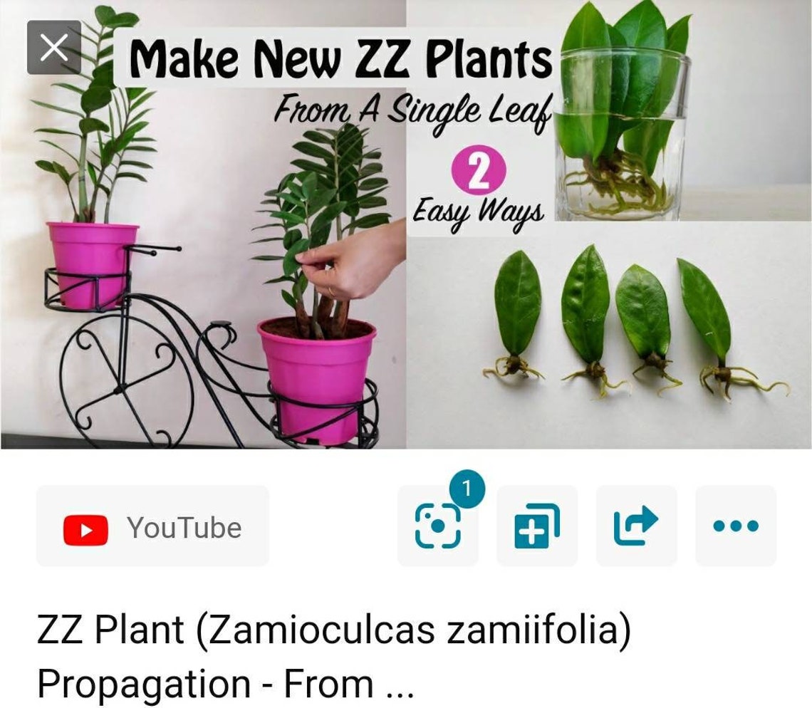 ZZ plant leaves cutting for propagation regrow Zamioculcas