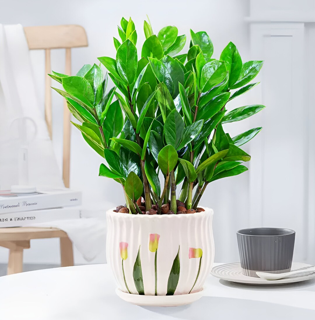 4 ZZ Plant Leaves cutting for Propagation Regrow Zamioculcas Etsy Canada