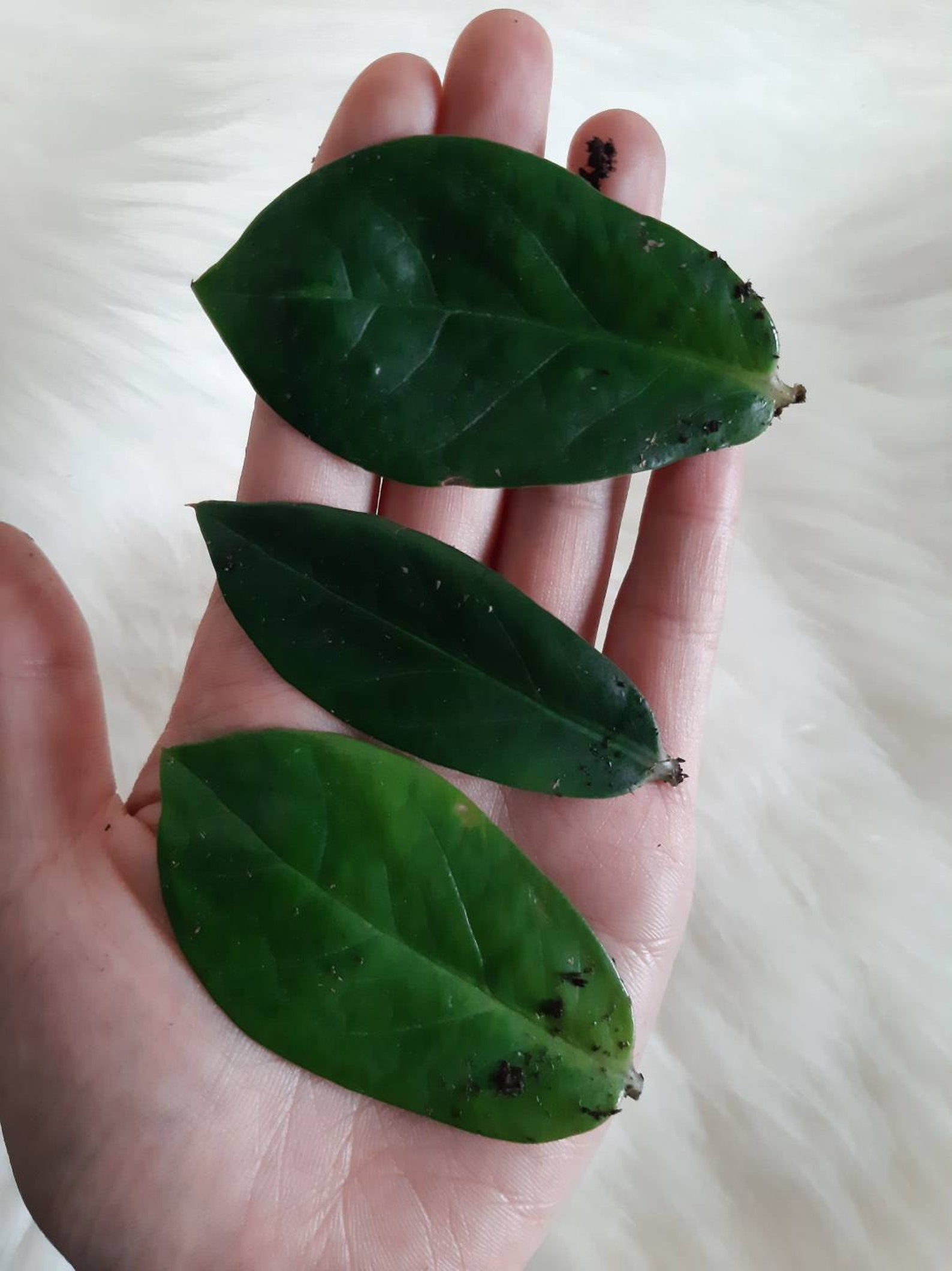 ZZ plant leaves cutting for propagation regrow Zamioculcas Etsy