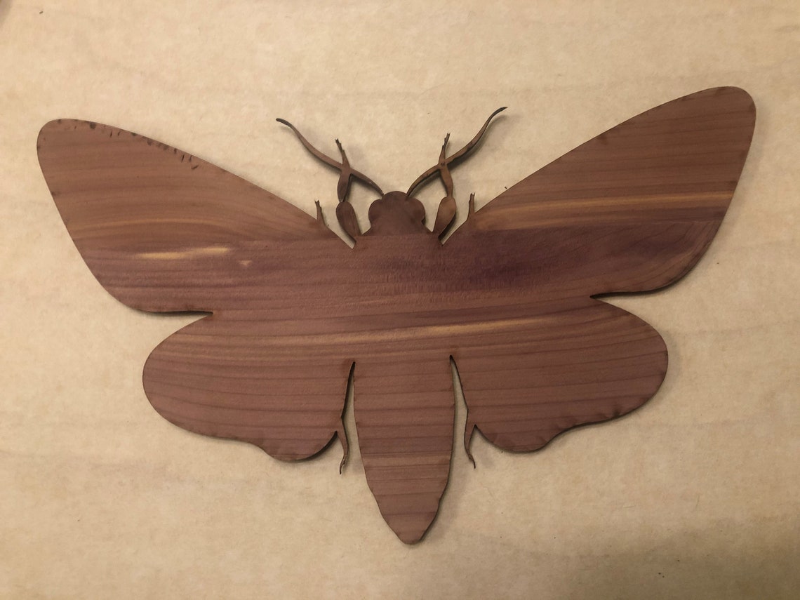 Large Pair 2 of Beautiful Aromatic Cedar Moths to Chase Etsy