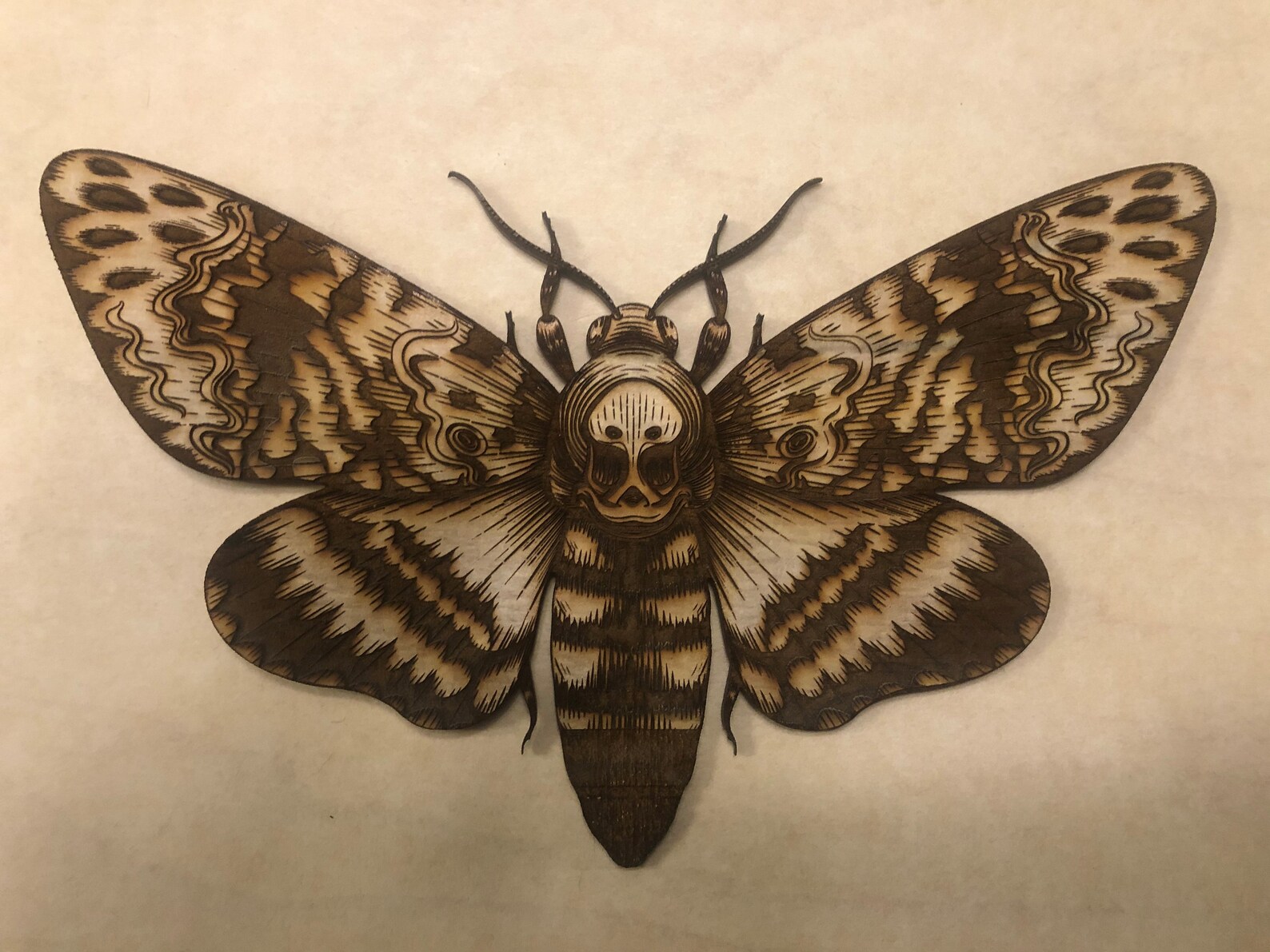 Large Pair 2 of Beautiful Aromatic Cedar Moths to Chase Etsy