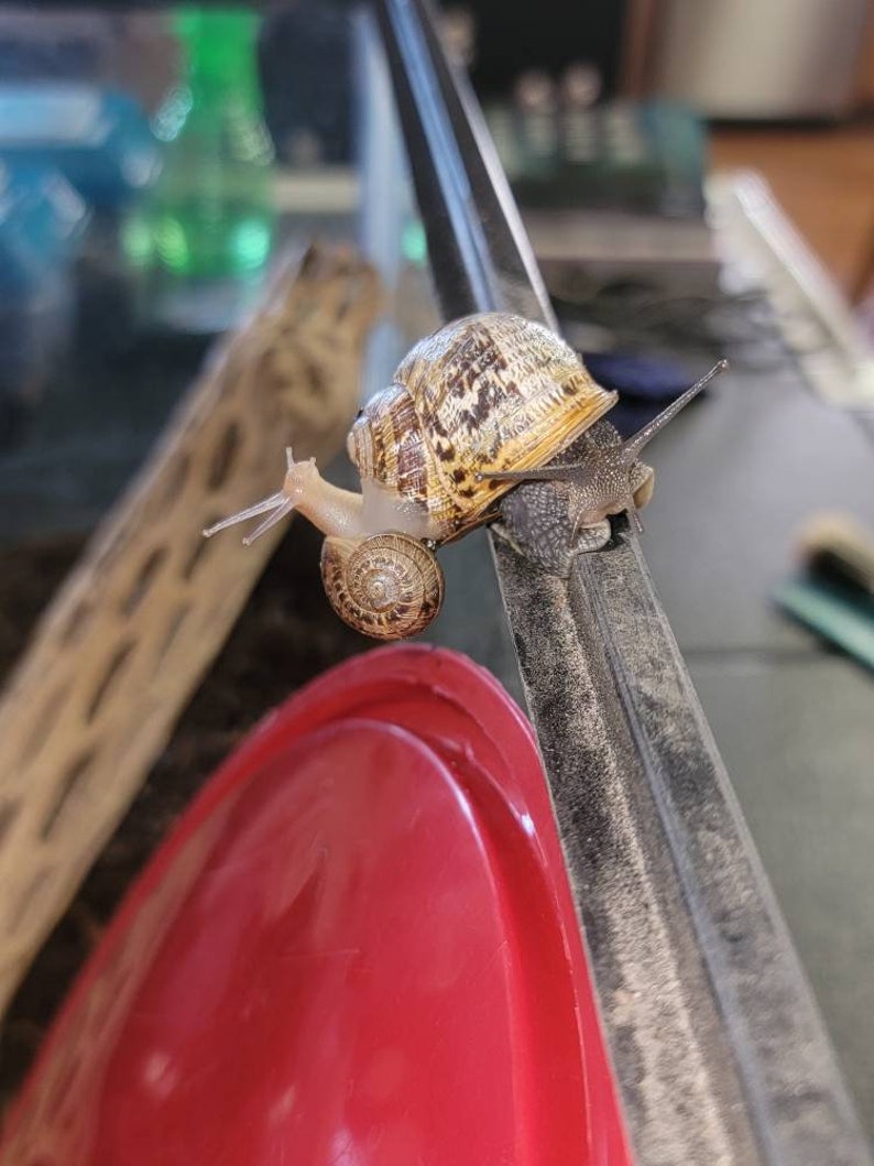 Snail habitat kit Etsy