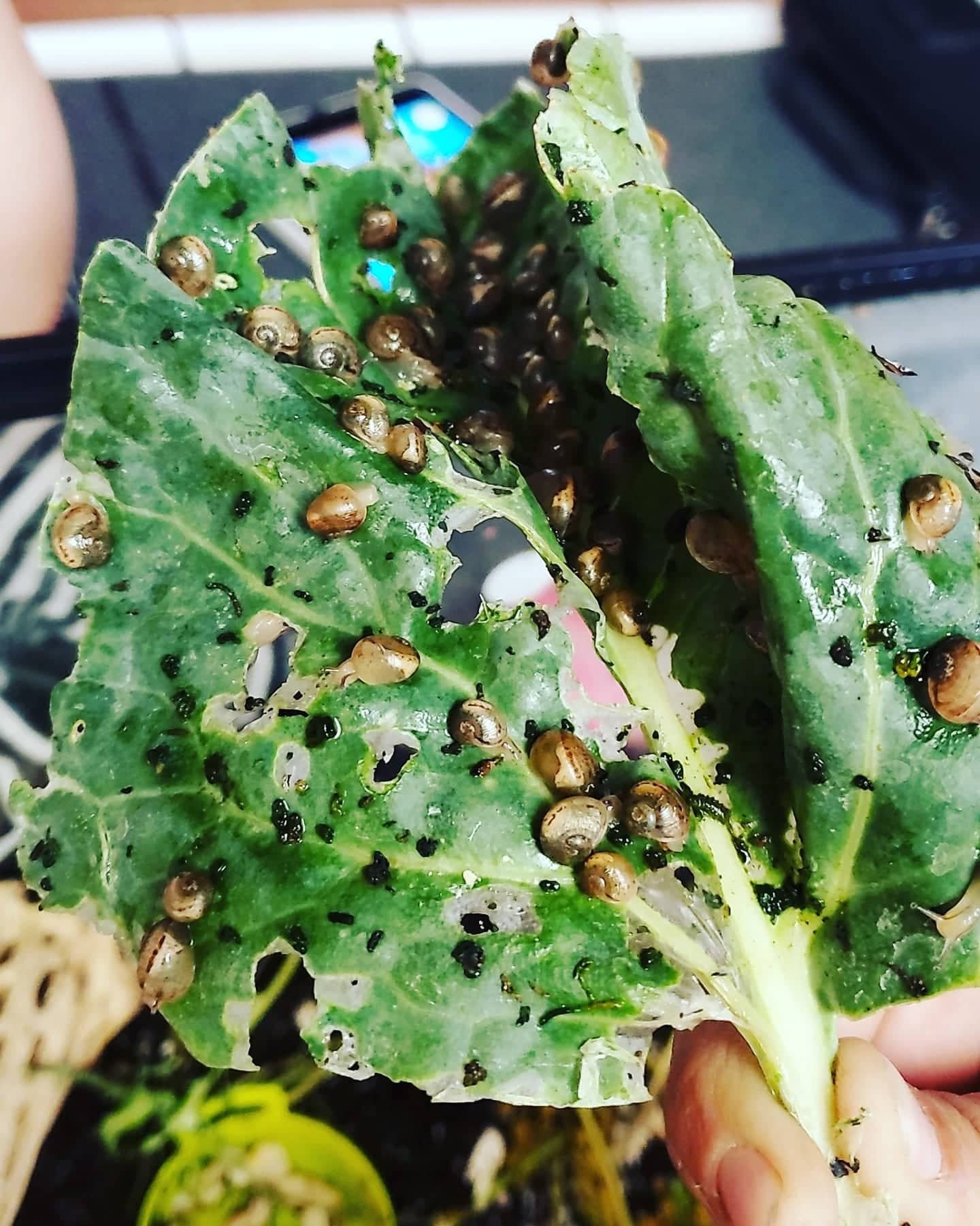 Snail habitat kit Etsy